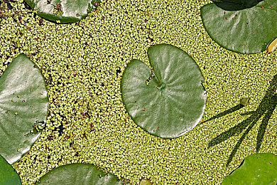 《卡片战斗先导者2》2025年1月登陆 Switch＆Steam