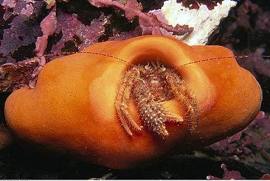 《全面战争：战锤3》多人模式IGN 8分：休闲玩家也适用